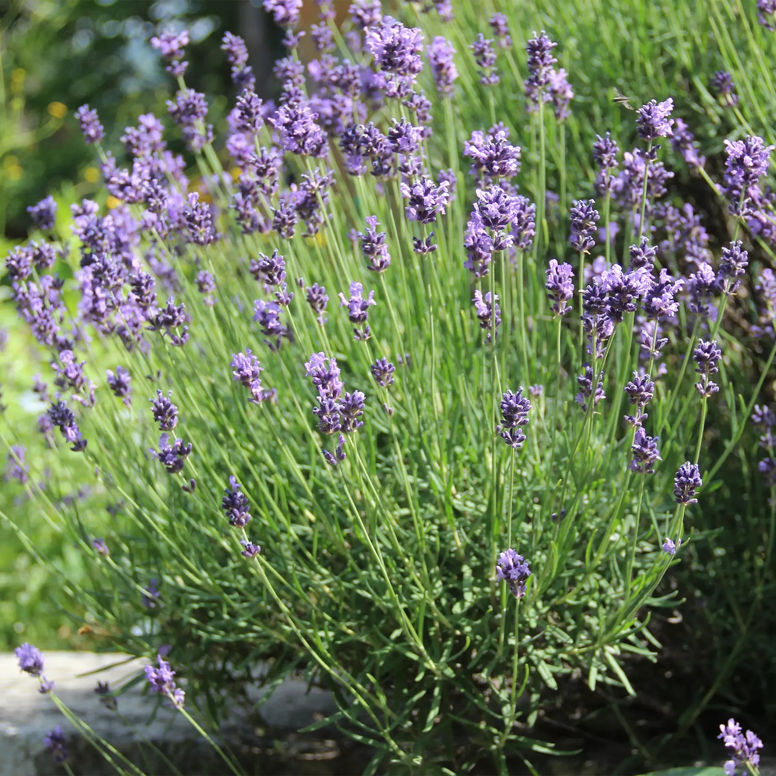 fiori di lavanda Dispensa Naturale