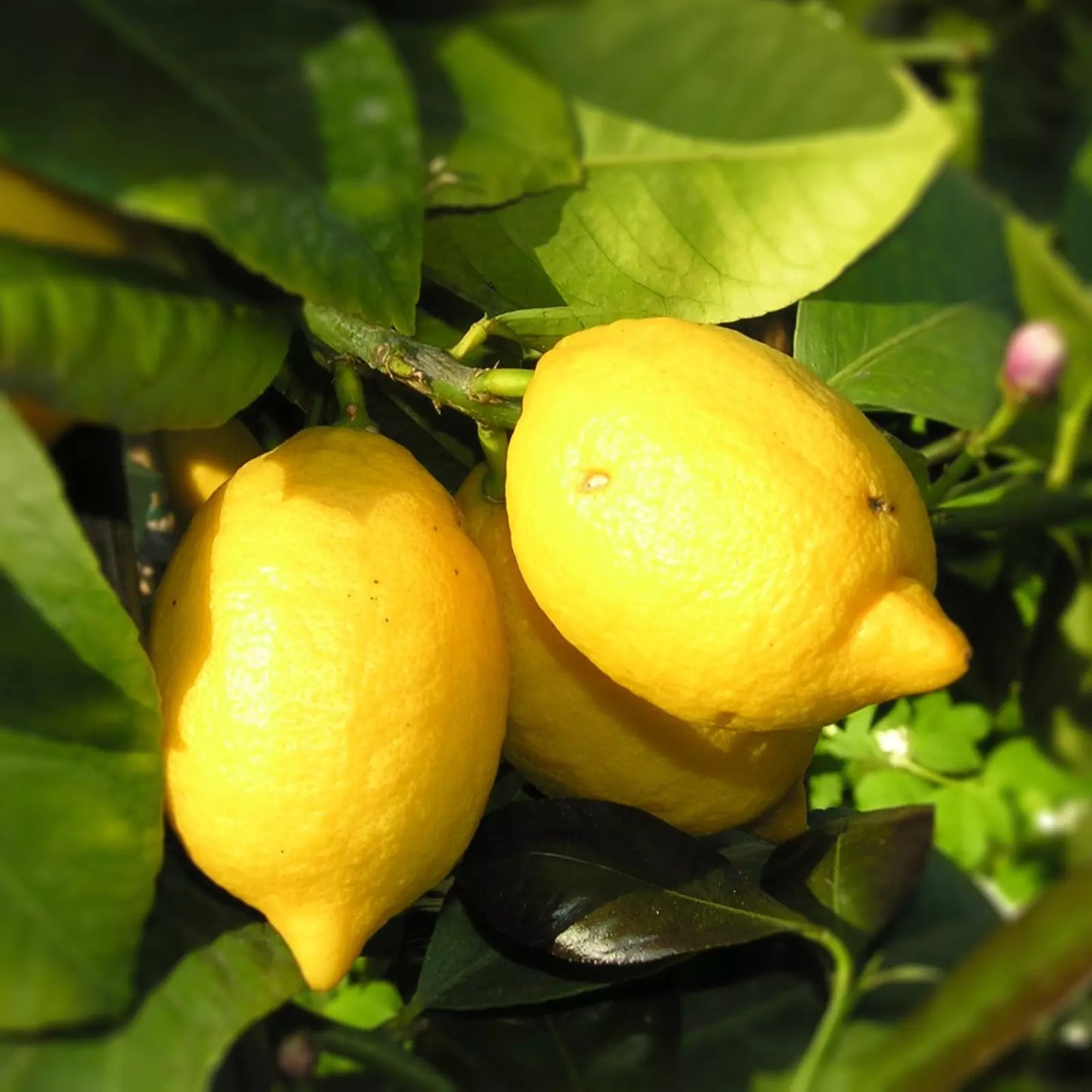 Olio Essenziale di Limone Siciliano, artigianale e senza pesticidi