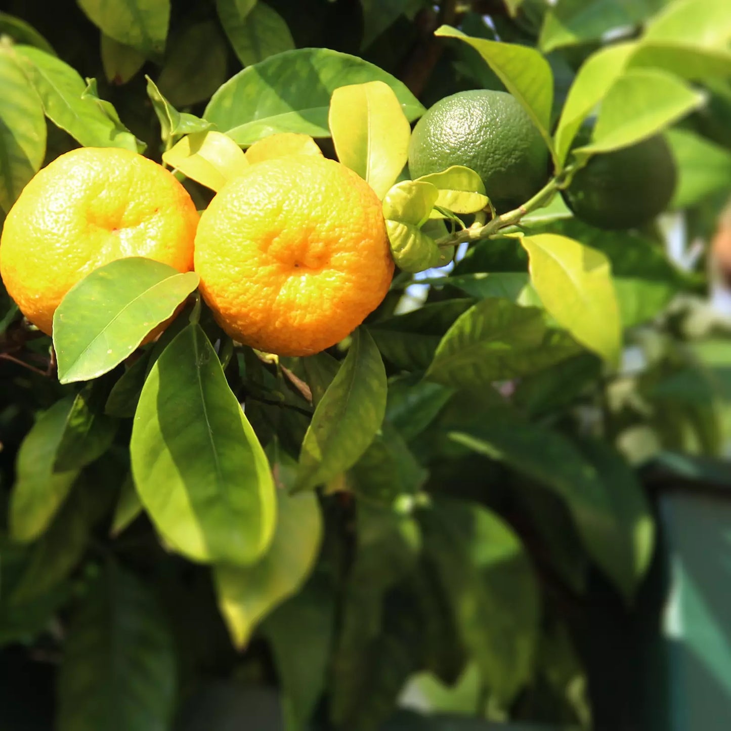 Olio Essenziale di Mandarino Giallo Siciliano, senza pesticidi