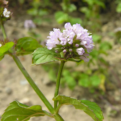 Olio Essenziale di Menta Piperita Italiana, senza pesticidi