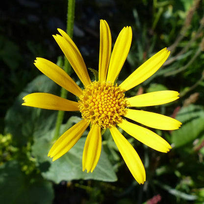 Oleolito di Arnica artigianale italiana, senza pesticidi