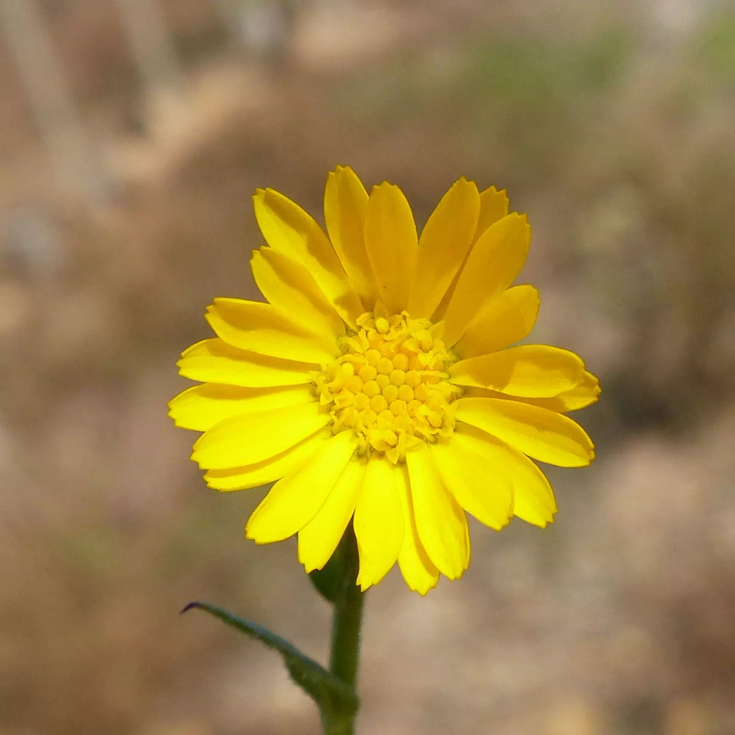 Oleolito di Calendula artigianale italiana, senza pesticidi