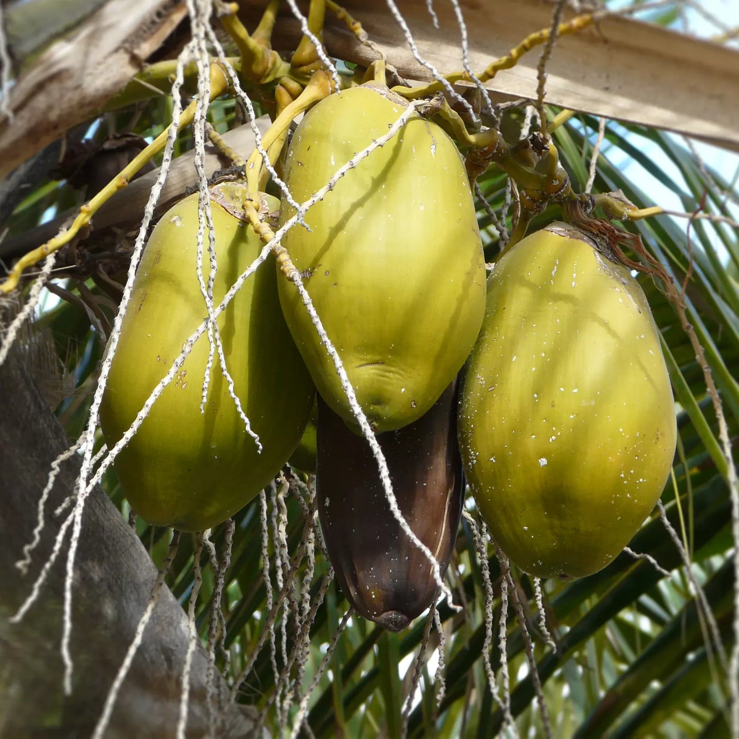 Olio di Cocco Centrifugato da latte fresco, senza pesticidi, Ghana