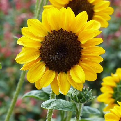 Olio di Girasole Italiano, artigianale e senza pesticidi