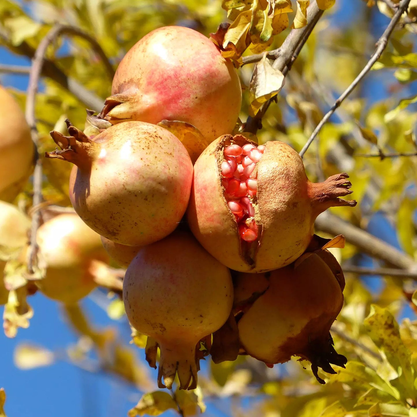 Olio di Melograno Italiano, da varietà antiche, senza pesticidi