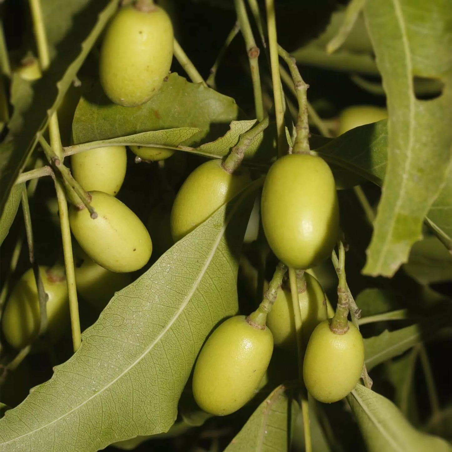 Olio di Neem Indiano, senza pesticidi