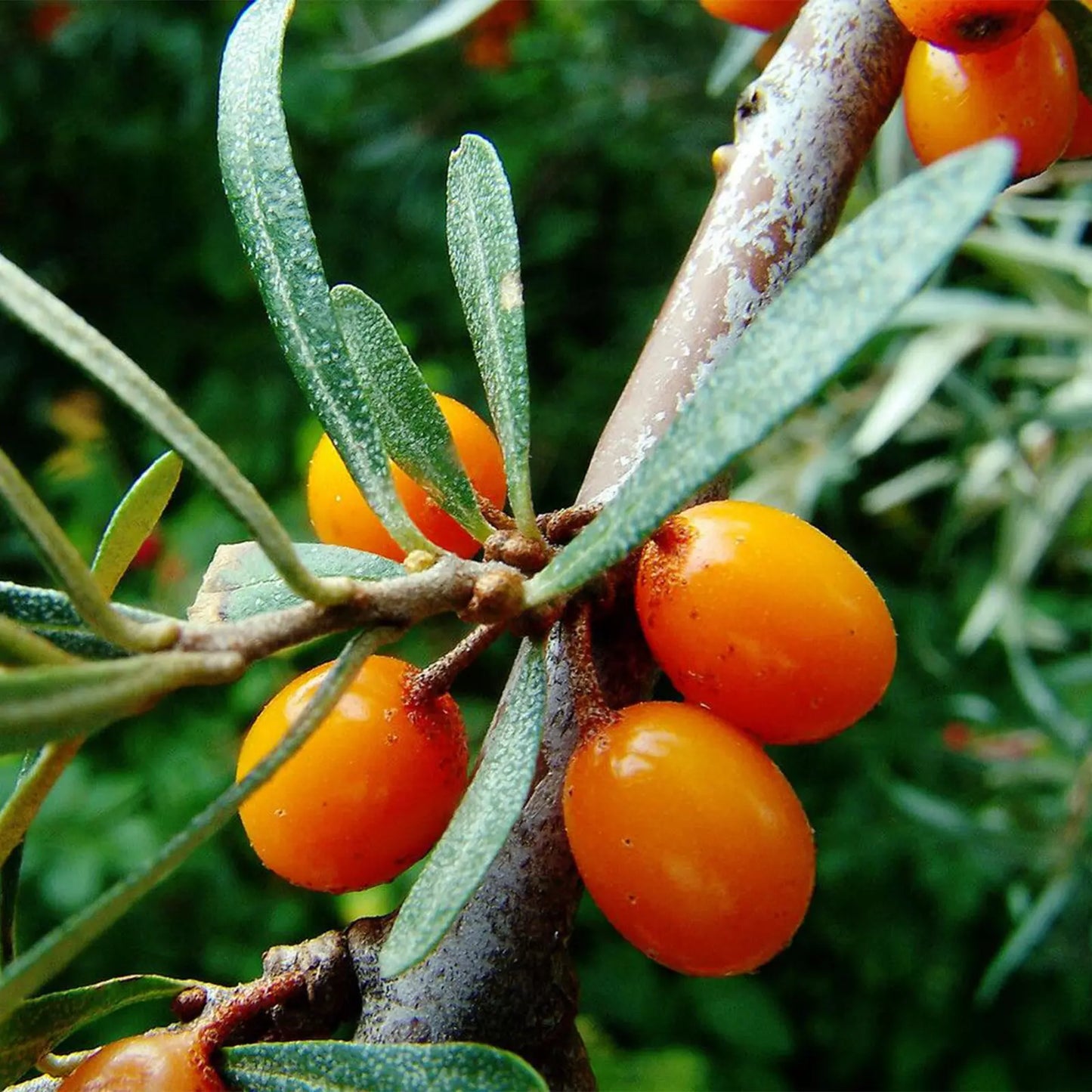 Olio di Olivello spinoso Italiano, biodinamico