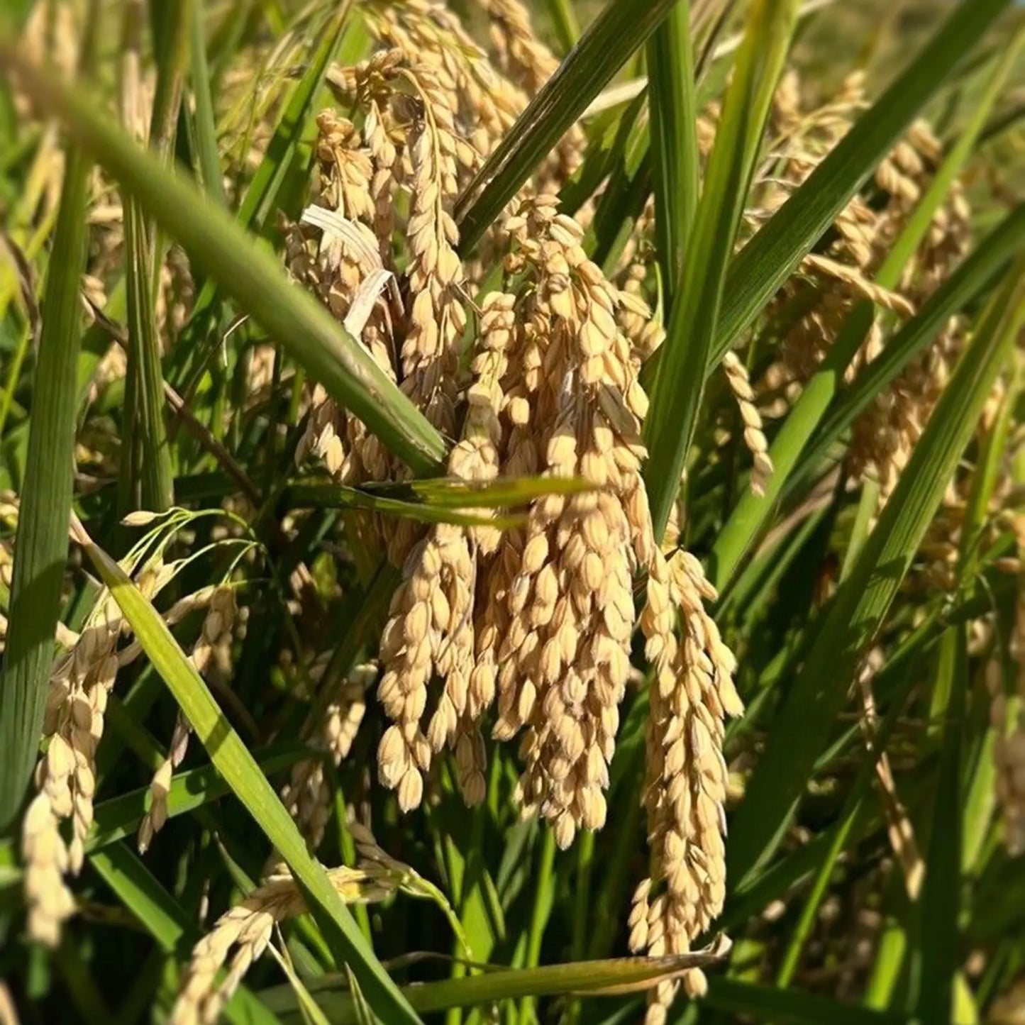 Olio di Riso Italiano, artigianale e senza pesticidi