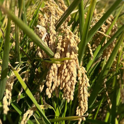 Olio di Riso Italiano, artigianale e senza pesticidi