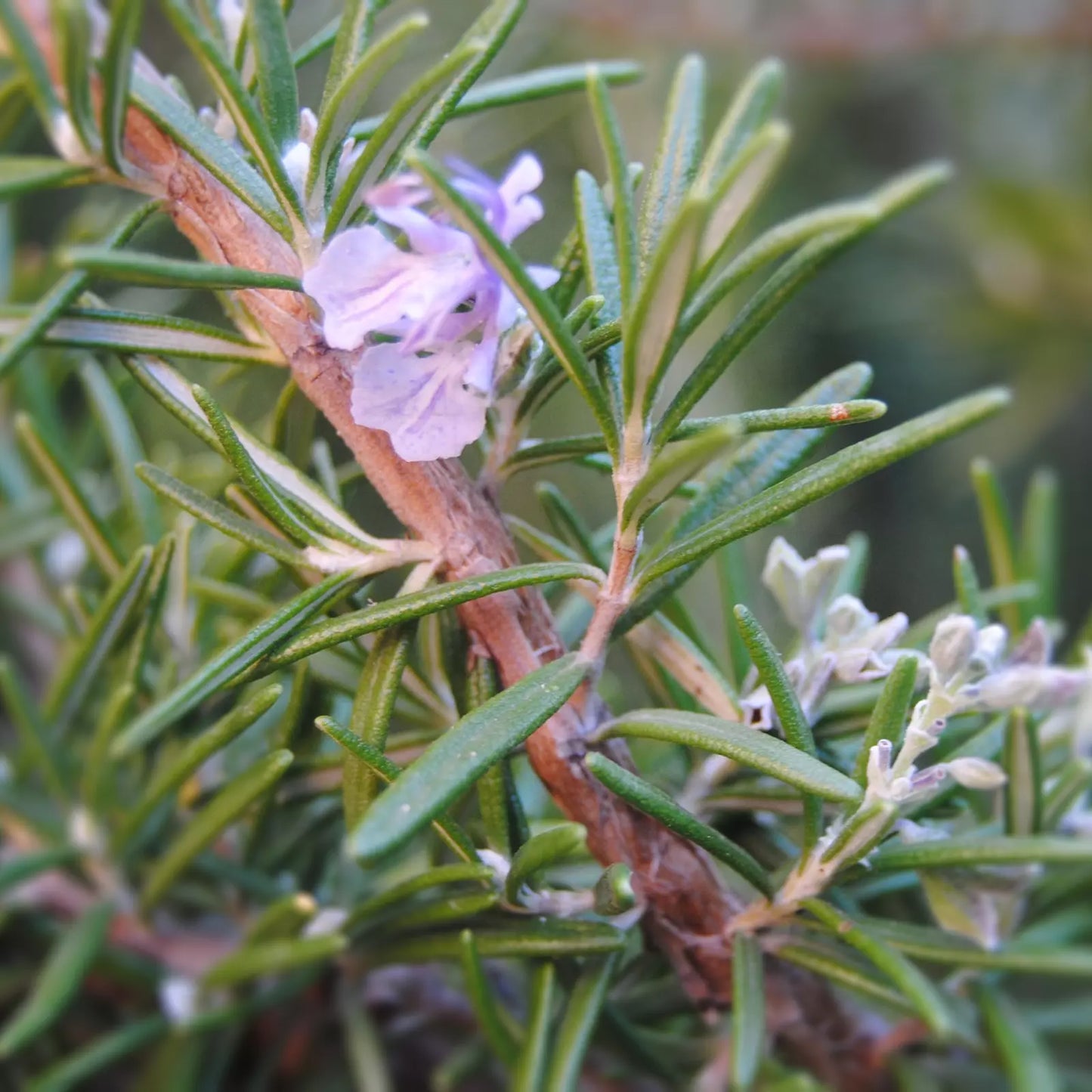 Idrolato di Rosmarino cineolo italiano, senza pesticidi e conservanti