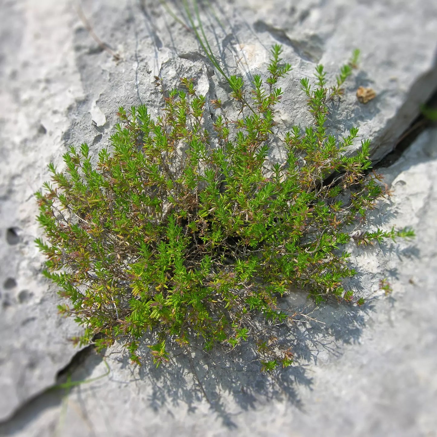 Olio Essenziale di Santoreggia artigianale Italiana, senza pesticidi