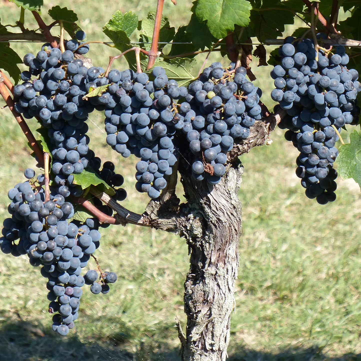 Olio di Vinaccioli artigianale e senza pesticidi, Germania