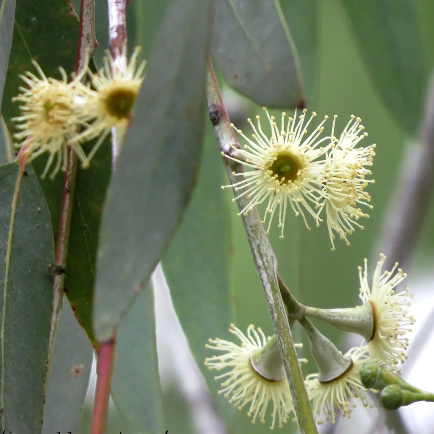 Olio Essenziale di Eucalipto Citrato senza pesticidi, Sicilia