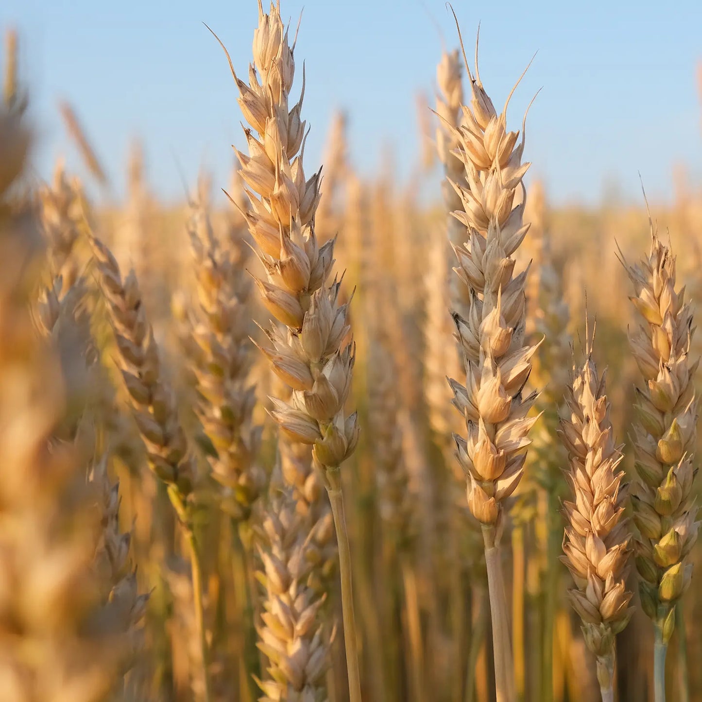 Olio di Germe di grano artigianale e senza pesticidi, Germania