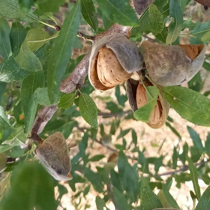 Olio di Mandorla dolce artigianale e senza pesticidi, Germania