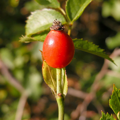 Olio di Rosa Canina artigianale e senza pesticidi, Germania