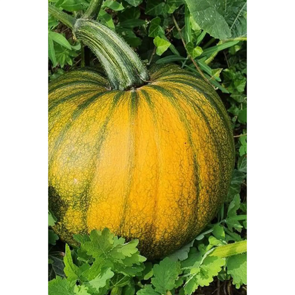 Olio di Zucca, artigianale e senza pesticidi, Austria