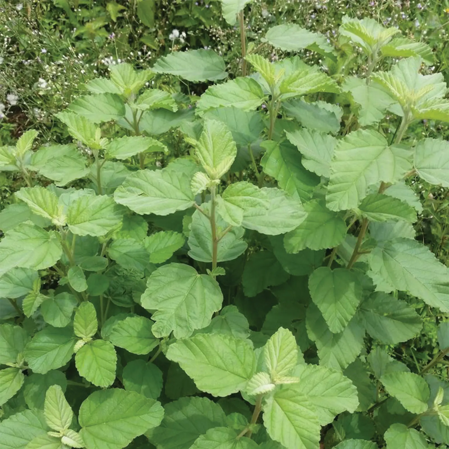 Olio Essenziale di Patchouli artigianale e senza pesticidi, India