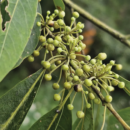 Olio Essenziale di Litsea (May Chang), artigianale e senza pesticidi